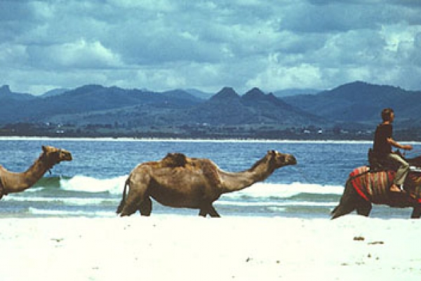 camelsF1EC2409-01AC-5FCB-2DF6-BA726ABFF01E.jpg